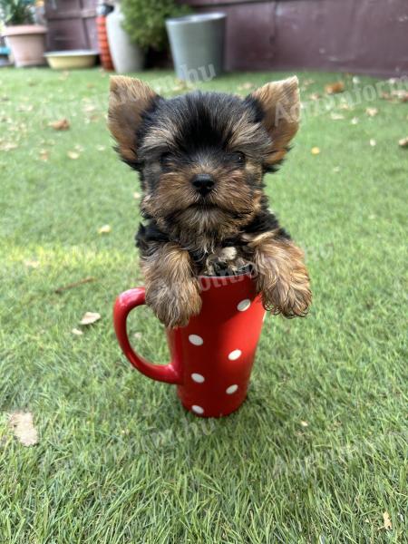 Yorkshire terrier eladók Pest megyében