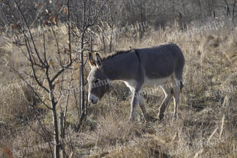 Magyar parlagi kanca szamár