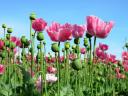 Poppy foliar fertilisation technology, C-complex