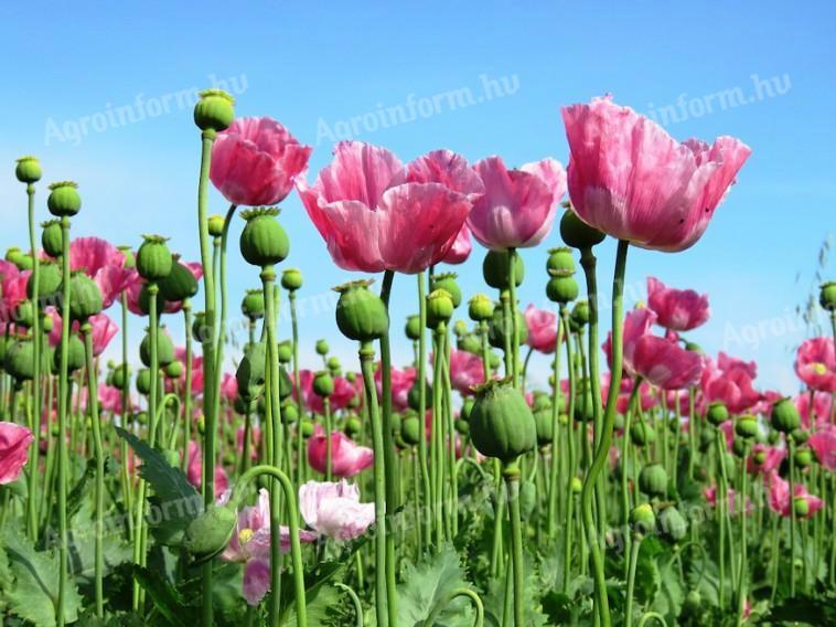 Poppy foliar fertilisation technology, C-complex