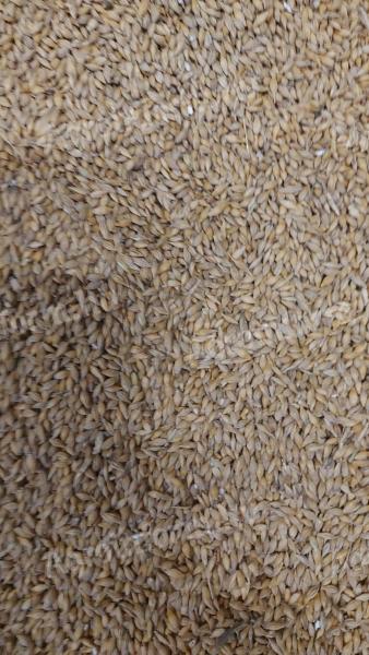 Weizen, Mais, Gerste, Triticale zu verkaufen