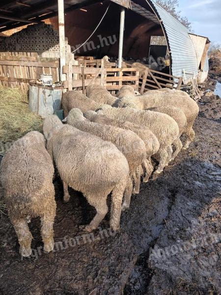 Ovce na prodaju/mjenjam za konje