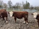 Tauri de reproducție Hereford