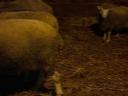 Cull ewes for sale