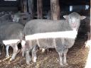 Cull ewes for sale