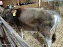 2 Jersey and 2 Holstein bulls for sale