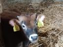 2 Jersey and 2 Holstein bulls for sale