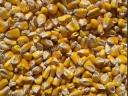 300 t of maize for sale