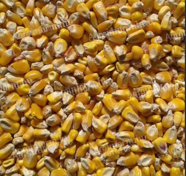 300 t of maize for sale