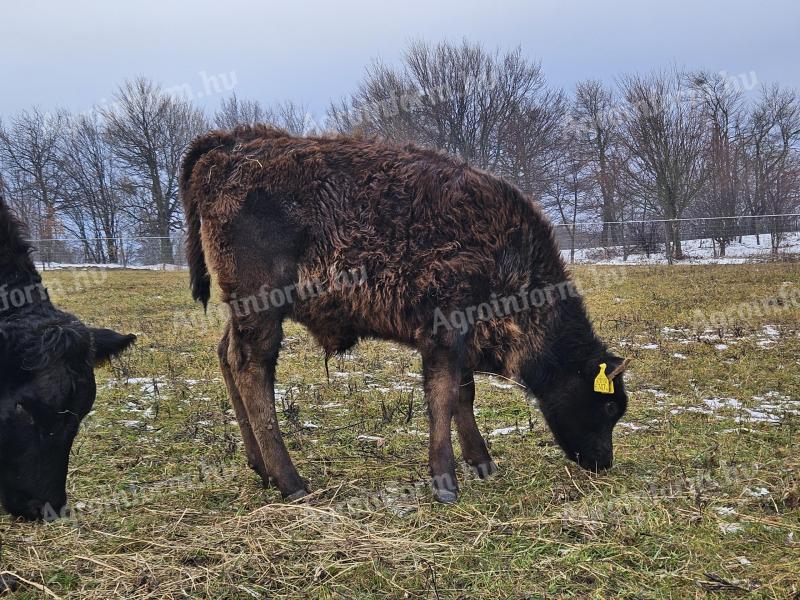 Vițel taur Angus-Wagyu