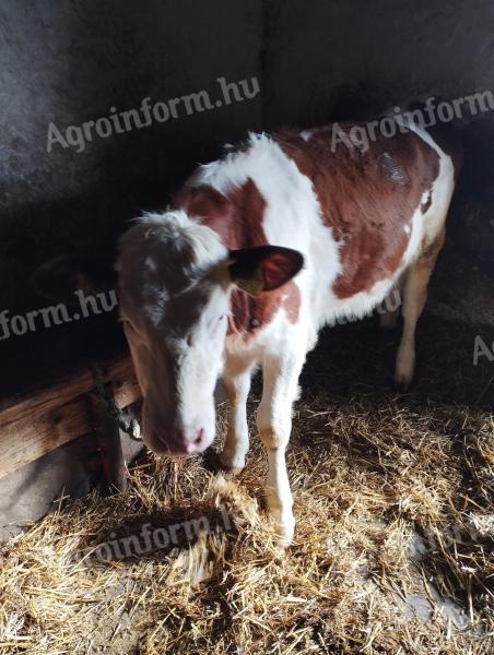 Węgierska jałówka na sprzedaż