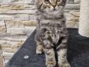 Maine Coon kittens