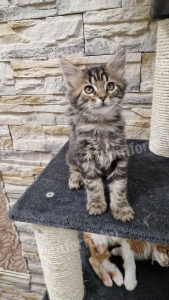 Maine Coon kittens