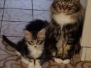 Maine Coon kittens