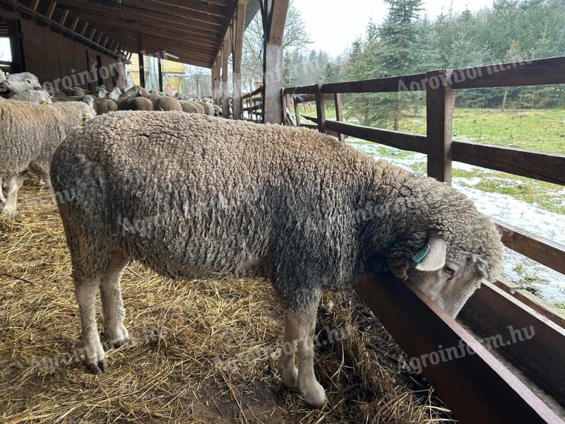 170 ungarische Merino-Ildé-Mutterschafe aus Frankreich zu verkaufen