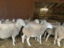 170 ungarische Merino-Ildé-Mutterschafe aus Frankreich zu verkaufen