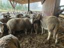 170 ungarische Merino-Ildé-Mutterschafe aus Frankreich zu verkaufen