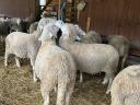 170 ungarische Merino-Ildé-Mutterschafe aus Frankreich zu verkaufen