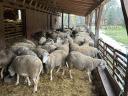 170 ungarische Merino-Ildé-Mutterschafe aus Frankreich zu verkaufen