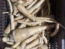 Parsley root at a discount price