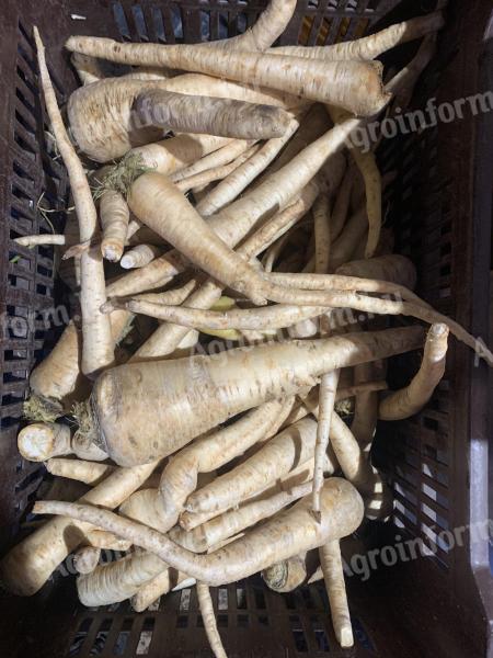 Parsley root at a discount price