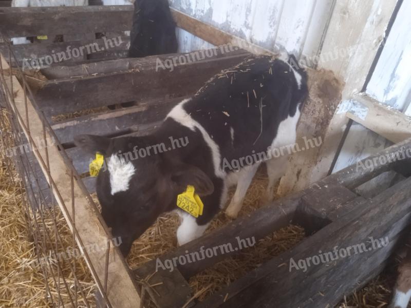 For sale 3 bull calves, calves, calves, HF