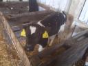 For sale 3 bull calves, calves, calves, HF