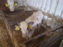 For sale 3 bull calves, calves, calves, HF