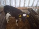 For sale 3 bull calves, calves, calves, HF