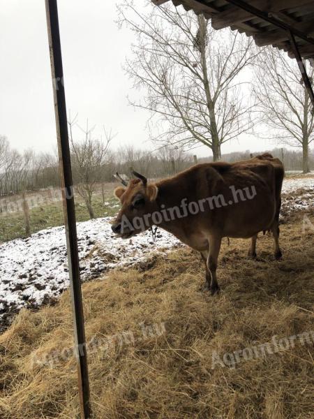 Vacă Jersey de vânzare