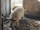 Mangalica fattening