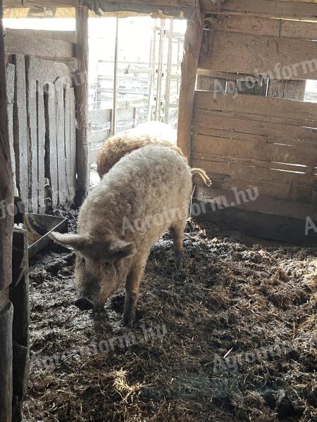 Mangalica fattening