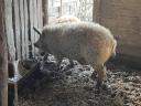 Mangalica za pitanje