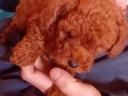 FCI registered toy poodle female puppy available, 5 months old red