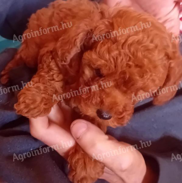 FCI registered toy poodle female puppy available, 5 months old red