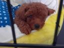 FCI registered toy poodle female puppy available, 5 months old red