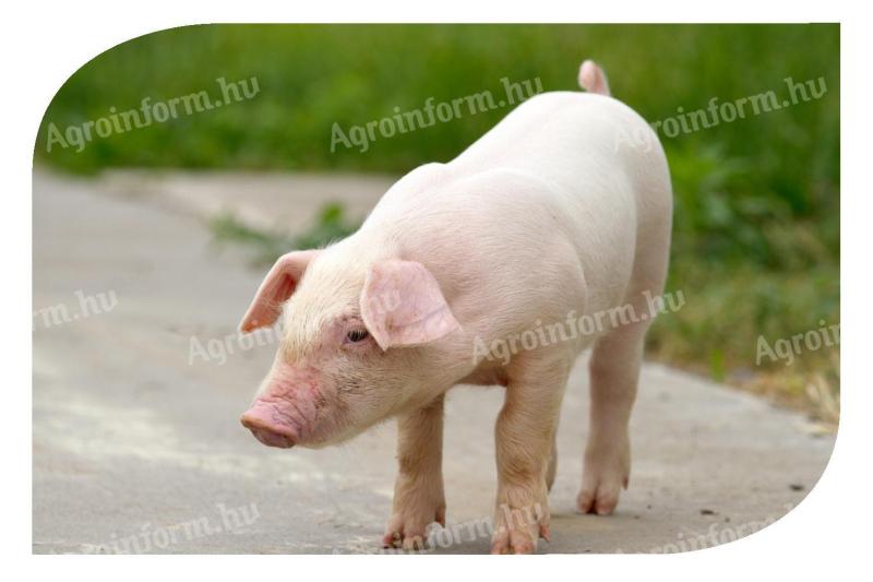 Piglets for sale