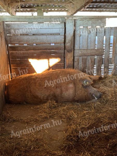 Mangalica kan