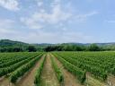 45 ha of newly planted vineyards for sale in Tolna county