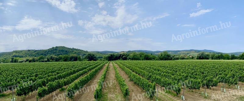 45 ha of newly planted vineyards for sale in Tolna county