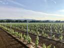 45 ha of newly planted vineyards for sale in Tolna county