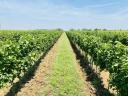 45 ha of newly planted vineyards for sale in Tolna county