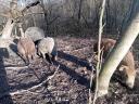 Okounek mangalica