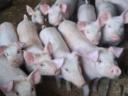 30-35 kg piglets for sale