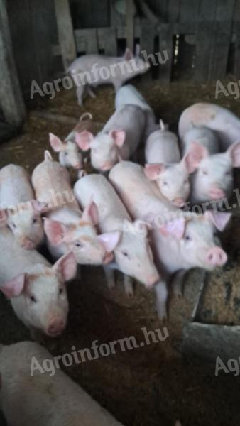 30-35 kg piglets for sale