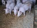 30-35 kg piglets for sale