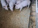 30-35 kg piglets for sale