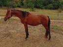 Stallion with pedigree for sale