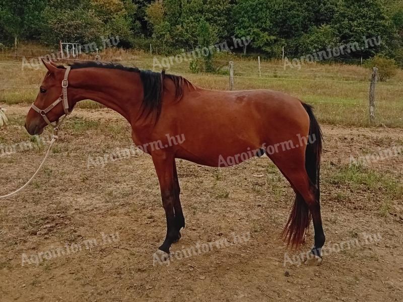 Stallion with pedigree for sale