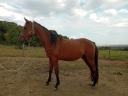 Stallion with pedigree for sale